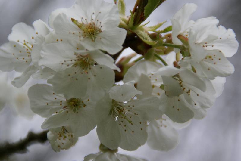 Unser Orchideenpark Bild Nr.008